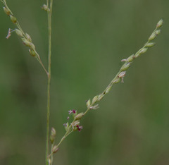 Whiteochloa airoides