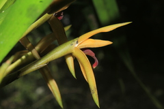 Maxillaria nasuta