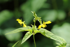 Lysimachia ciliata