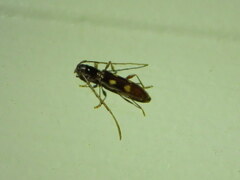 Heterachthes quadrimaculatus