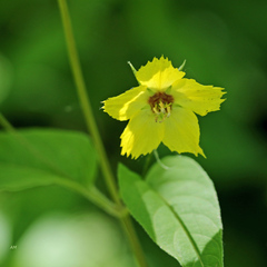 Lysimachia ciliata