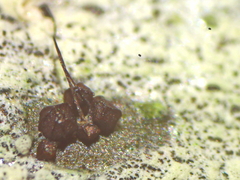 Licea minima