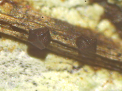 Licea minima