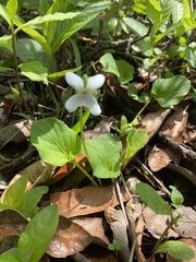 Viola grahamii