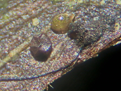 Licea minima