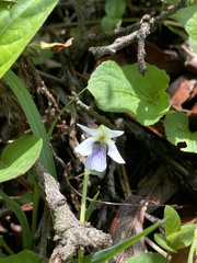 Viola grahamii