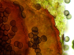 Licea minima