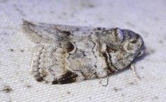 Garella vallata