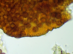 Licea minima