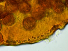 Licea minima