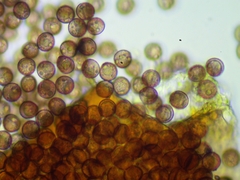 Licea minima