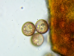 Licea minima