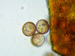 Licea minima