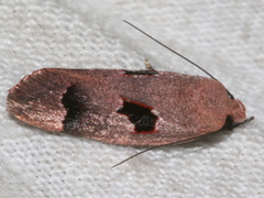 Acanthodela erythrosema