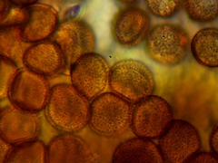 Licea minima