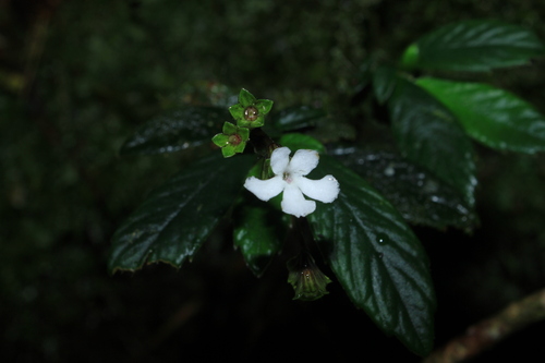 Cremosperma congruens
