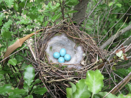 Dunnock, photo 9 of 9