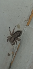 Menemerus bivittatus