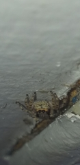 Menemerus bivittatus