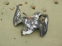 Thalassoica antarctica