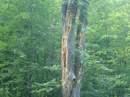 Pileated Woodpecker photographed in Massachusetts