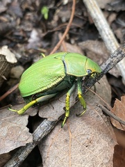 Chrysina laniventris