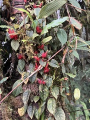 Columnea minor