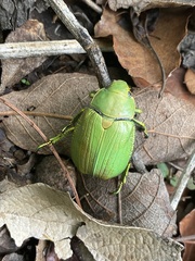 Chrysina laniventris