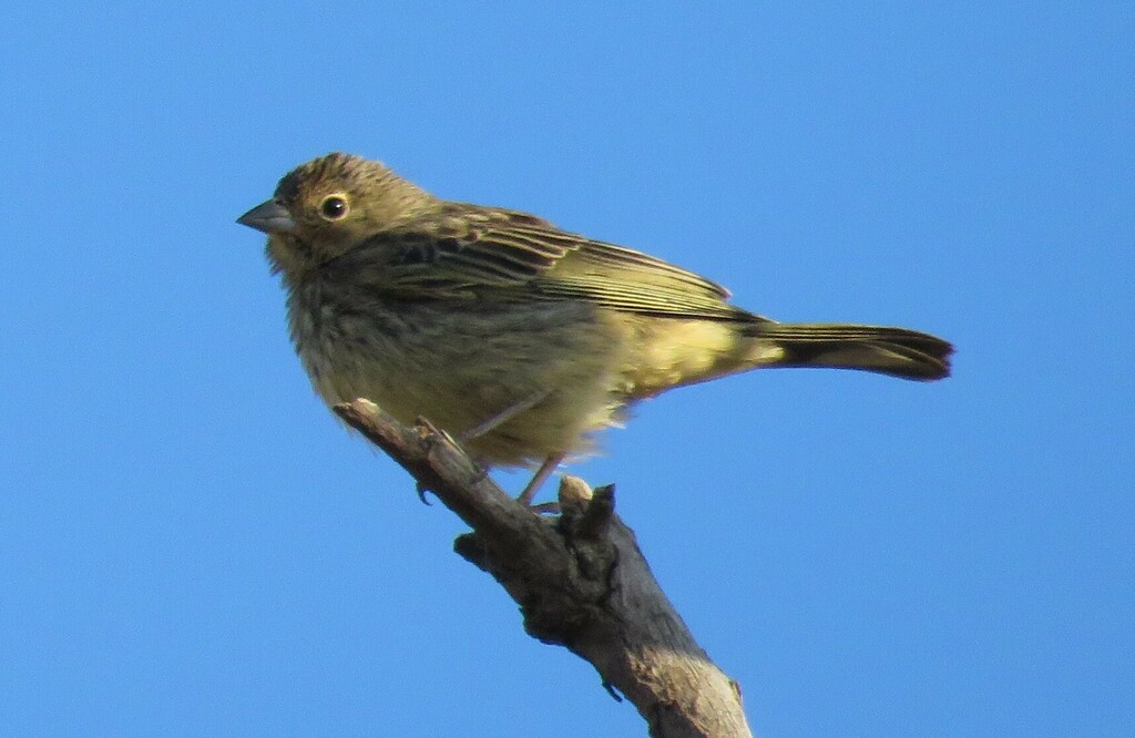 Stripe-Tailed Yellow-Finch