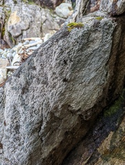 Coccotrema maritimum
