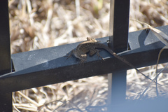 Anolis sagrei