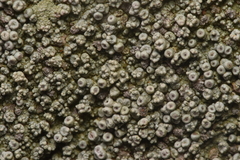 Coccotrema maritimum