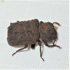 Bolitotherus cornutus