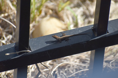 Anolis sagrei