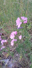 Malva thuringiaca