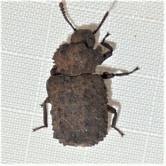 Bolitotherus cornutus