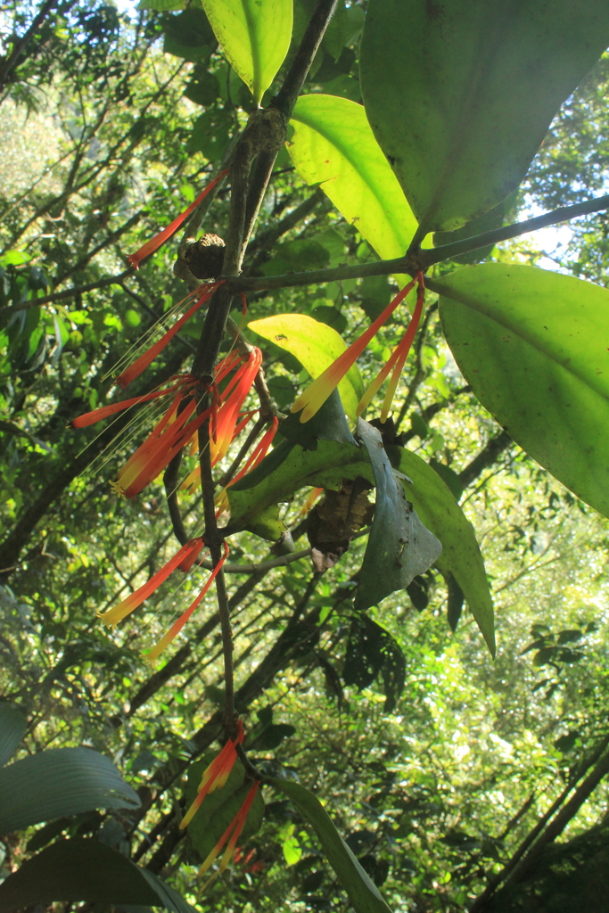 Psittacanthus crassinervis