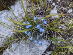Eritrichium howardii