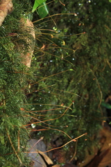Rhizogoniales