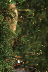 Rhizogoniales