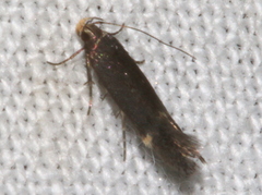 Aproaerema simplexella