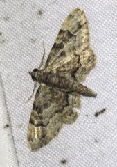 Gymnoscelis lophopus