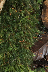 Rhizogoniales