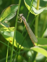Coenagrion resolutum