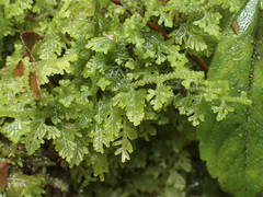 Trichocolea mollissima