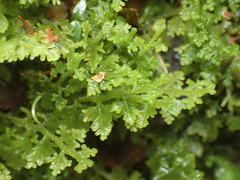 Trichocolea mollissima