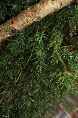 Rhizogoniales