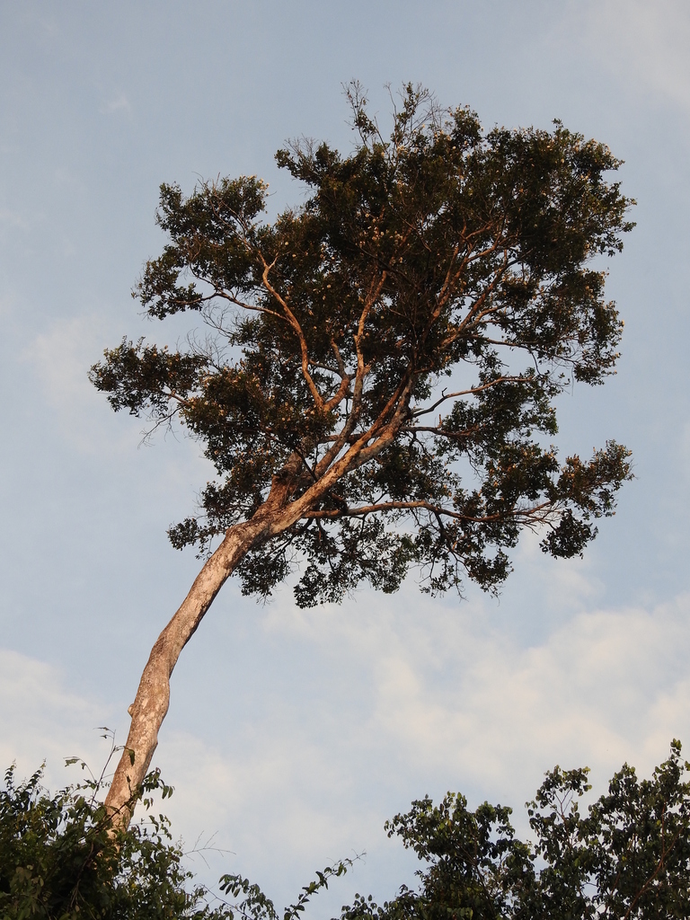 Couratari stellata