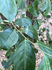 Glochidion sumatranum