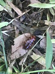 Periplaneta australasiae